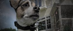 Электронный ошейник: как дрессировать собаку с электронным дрессировочным ошейником