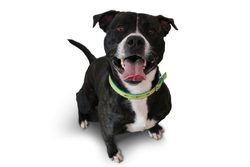 Leuchtende Hundehalsbänder: Die beste Ausrüstung für Spaziergänge im Dunkeln