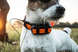 GPS pro psy GARMIN vs. TRACKER – Kdo z koho? Dozvíte se u nás!