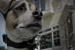 Elektronický obojek: Jak cvičit psa s elektronickým výcvikovým obojkem