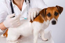 Nosówka – niebezpieczna choroba psów. Jak ją rozpoznać i leczyć?