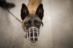 Reedog - Prvý elektrický obojok pre psy s ohradníkom na svete