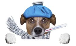 Choroby psów: Wymioty i biegunka