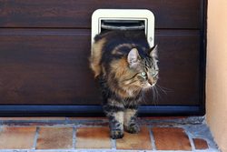 Montáž dvířek pro psy a kočky - do zdi, sádrokartonu, skla a dveří
