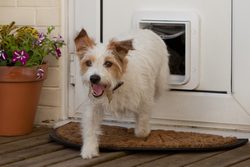 6 moderních způsobů jak nejlépe ohlídat vašeho psa - díl 3: Spěte klidně s elektronickými dvířky pro psy