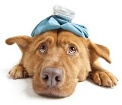 Krankheiten von Hunden: Erbrechen und Durchfall