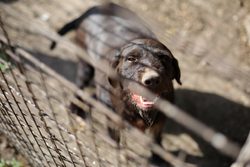 Elektrický ohradník pro psy: Jak vybrat neviditelný plot?