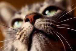 Prechladnutie u mačky: liečba, riziká a správna starostlivosť