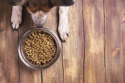 Jak správně krmit psa i kočku a najít vhodné krmivo?