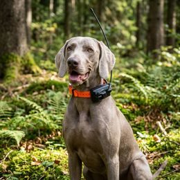 Dogtrace DOG GPS X25B