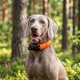 Dogtrace DOG GPS X30B