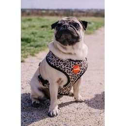 Dukier DOGTELLA