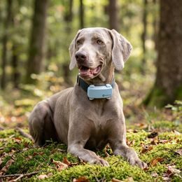 Receiver - handheld device for DOG GPS X40