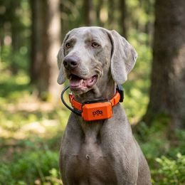 Receiver - handheld device for DOG GPS X40