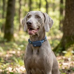 Receiver - handheld device for DOG GPS X40