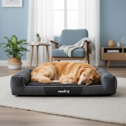 Pirámide para perro Reedog 2en1 Light