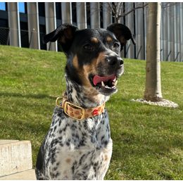 Reedog Gassi-Set Häufchen aus Biothane: HALSBAND + LEINE