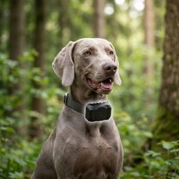 Dogtrace DOG GPS X30 Short