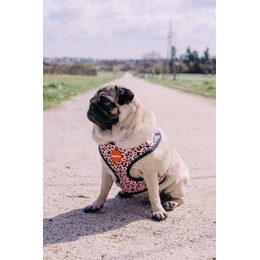 Reedog SCARY harness