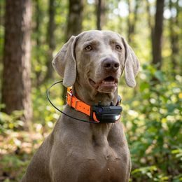 Receiver - handheld device for DOG GPS X40