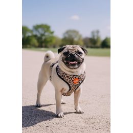 Reedog BEAR harness