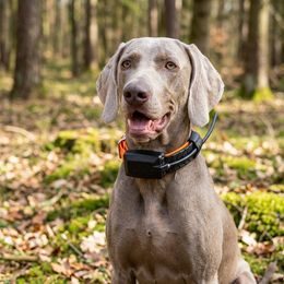 Receiver - handheld device for DOG GPS X40