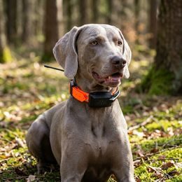 Dogtrace DOG GPS X30B