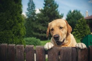 Jak oduczyć psa uciekania z ogrodu