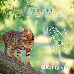 Elektroniczne obroże, które pomogą Ci w treningu i opiece nad kotem