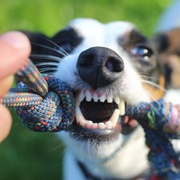 Spielzeug für Hunde