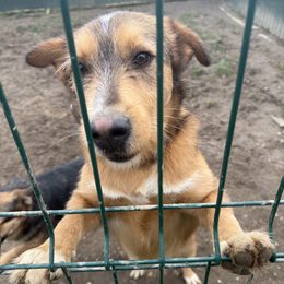 Reedog Helps Dogs from the Pesdomovec Shelter