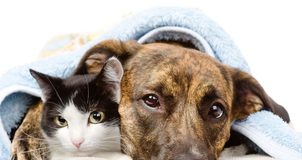 Ako sa starať o srsť psa - dosiahnite krásnu, zdravú a lesklú srsť!