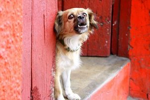 Zgardă anti lătrat: Instrucțiuni de utilizare și funcțiile sale