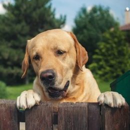 ¿Qué hacer si el perro del vecino ladra y ladra?