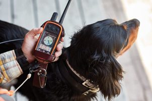 GPS obojky a lokátory pro psy - jak vybrat správný?