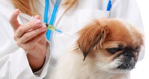 Болезни собак: Инфекционный гепатит.
