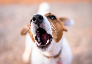 Protištěkací obojky: výchova nebo týrání psa?