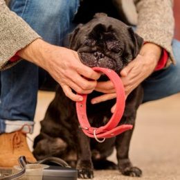 Zgărzi pentru câini