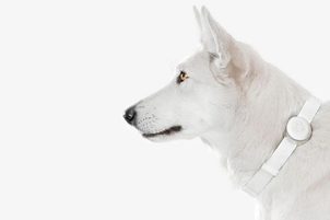 Test GPS obojku Mishiko. Vychytal maličkosti a teď je na špici