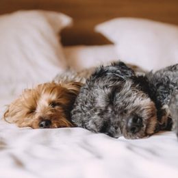 Jak se vypořádat s jarní výměnou srsti