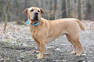 Zgardă electronică de antrenament - cum să alegi?