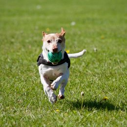 Ball launchers for dogs: a fun and active game for every day!