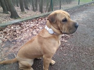 Test obroży GPS Mishiko - czy jest tak dobra na jaką wygląda?