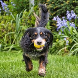 Adopcia psa z útulku: výhody a nevýhody