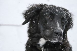 Einen Hund anziehen: eine Modeerscheinung oder seine Gesundheit schützen?