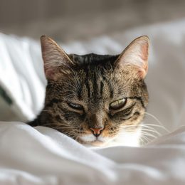What does stool color and shape reveal about your pet's health?