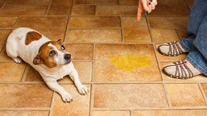 Wie man einem Hund / Welpen die Toilette beibringt - draußen und zu Hause in einer Windel pinkeln