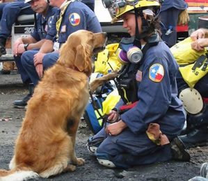 Der letzte lebende Hundeheld, der Menschen unter den Trümmern des WTC rettete, feierte 16 Jahre!