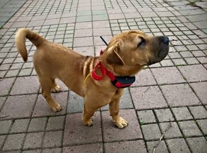 Elektronische Trainingshalsbänder für Hunde - Mythen und Fakten!