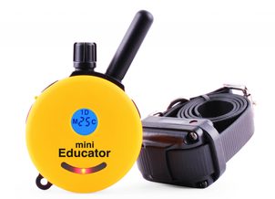 Elektroniczna obroża treningowa - jak wybrać ?